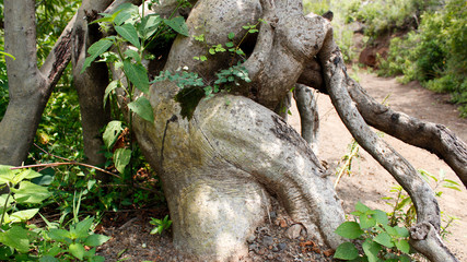 tree in human form of woman