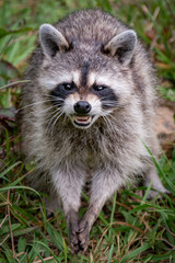Naklejka na ściany i meble Raccoon (Procyon lotor)