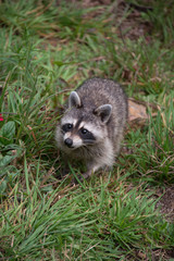 Raccoon