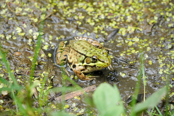 grenouille dans l'eau