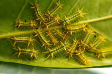 Parasa lepida cramer on leaves background, worm