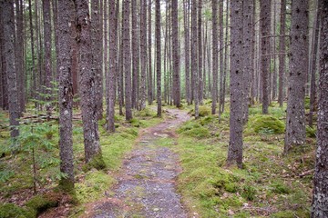 A path through the remote Maine woods.  - 274336944