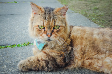 Relaxed domestic beautiful brown cat at the park outdoor