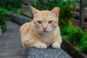 The portrait of cute brown cat is sitting on the stone and is looking directly in the camera.