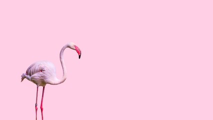 flamingo on white background - obrazy, fototapety, plakaty