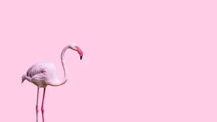 Rolgordijnen flamingo op witte achtergrond © kidsasarin