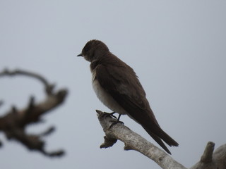 BRID
