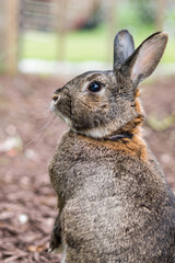 Small gray garden bunny rabbit stands alert, portrait