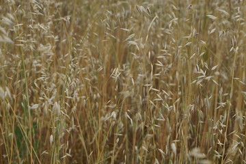 Wilder Hafer auf dem Feld