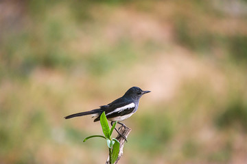 Oriental Magpie Robin The beautiful bird,