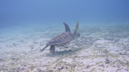 Amami Oshima, Japan - June 17, 2019: Sea turtle near Kasari Fishing Port at Amami Oshima, Kagoshima, Japan