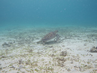 Amami Oshima, Japan - June 17, 2019: Sea turtle near Kasari Fishing Port at Amami Oshima, Kagoshima, Japan