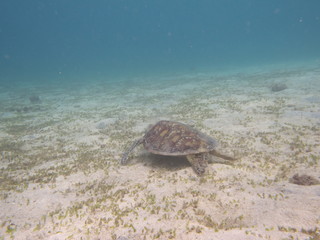 Amami Oshima, Japan - June 17, 2019: Sea turtle near Kasari Fishing Port at Amami Oshima, Kagoshima, Japan