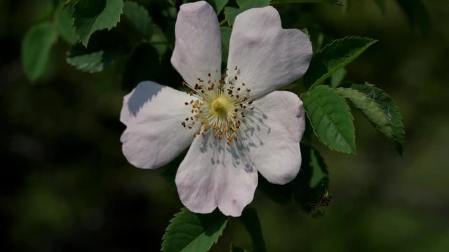 Wild Rose (Rosa arvensis) in natural environment