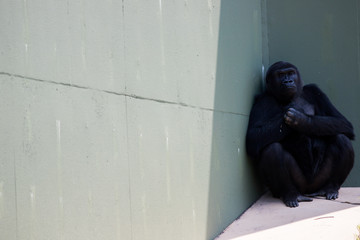 動物園のゴリラ