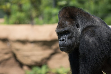 動物園のゴリラ