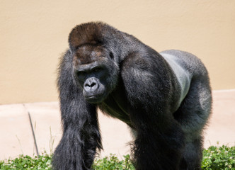 動物園のゴリラ