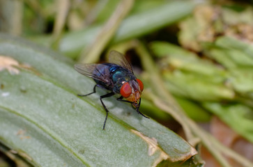 mature fly background