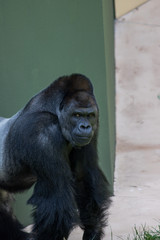 動物園のゴリラ