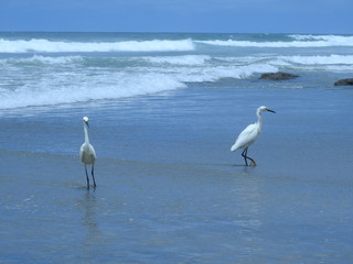 AVES