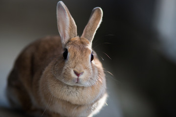 飼育した可愛いミニウサギ