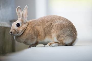 飼育した可愛いミニウサギ