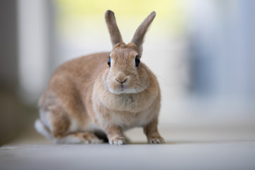 飼育した可愛いミニウサギ
