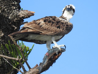 Osprey eating fish