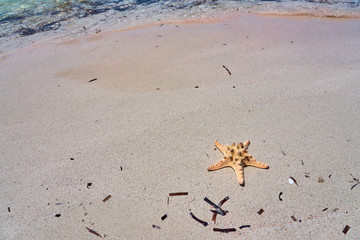           Starfish on a sandy beach. Copy space.                    