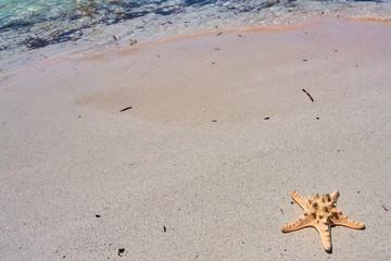           Starfish on a sandy beach. Copy space.                    