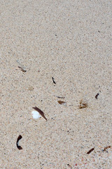                                White seashell on sand. Copy space.