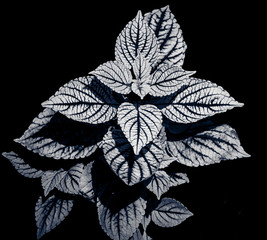 Black and White Leaves of a Coleus Plant Against a Black Background