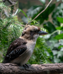 Tan, White, and Brown Plumage on a Laughing Kookaburra 