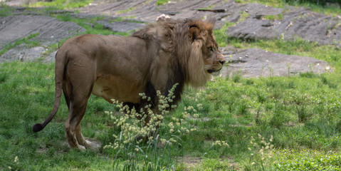 Earth Toned Fur on a Lion in a Field