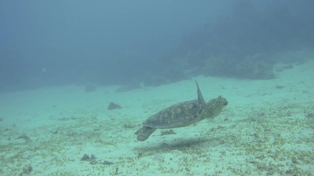 Amami Oshima, Japan - June 17, 2019: Sea turtle near Kasari Fishing Port at Amami Oshima, Kagoshima, Japan