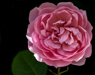 Deep Pink Petals on a Close Up of a Single Rose