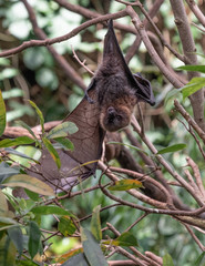 Brown Fur on a Rodrigues Fruit Bat Hanging Upside Down in a Tree