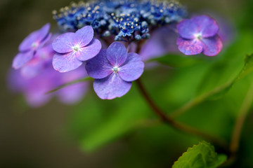 Fototapeta premium 紫色のあじさいの花とつぼみ