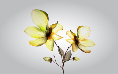 dry yellow orcid on the white background