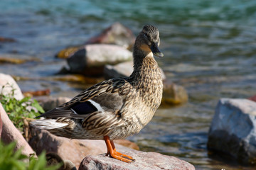 Mallard female at Lake Balaton