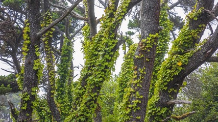 trees in the forest
