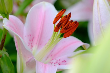 pink lily in the garden