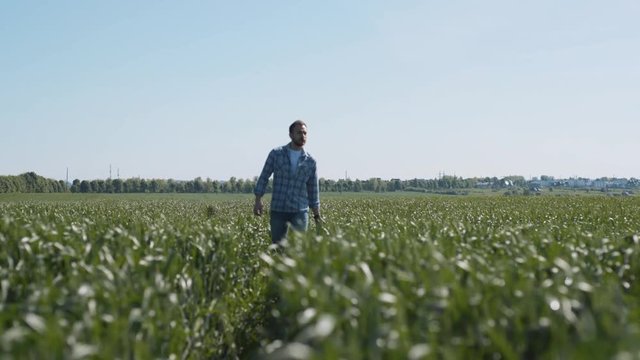 Attractive dreaming man farmer walking in the bautiful large green field touching wheat grass looking around on a sunny summer day.