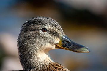 Mallard female at Lake Balaton