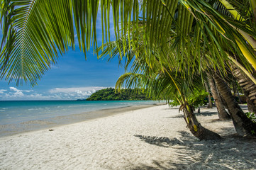 Tropical beach with coconut trees.