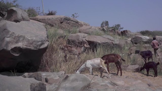A herd of goats near the river.