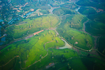 Obraz na płótnie Canvas Aerial image of tea plantation in Phu Tho, Vietnam.