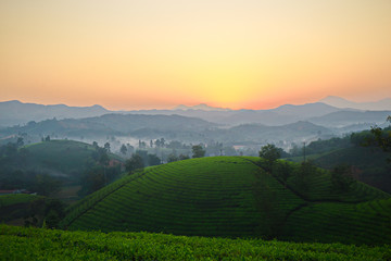 Sunset over tea plantations in Phu Tho, Vietnam.