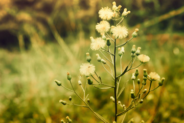 grass flower  blooming  ,spring nature wallpaper background