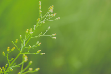 sof focus  tropical grass flower  blooming spring nature wallpaper background